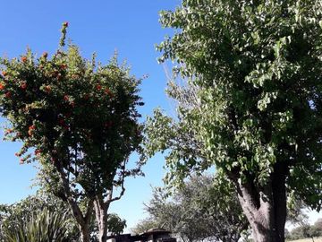 Quinta - Dolores