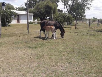 Quinta - Dolores