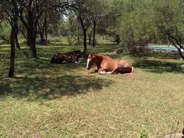Chacra en venta - 3 Dormitorios 3 Baños - 260.000Mts2 - Merlo, San Luis