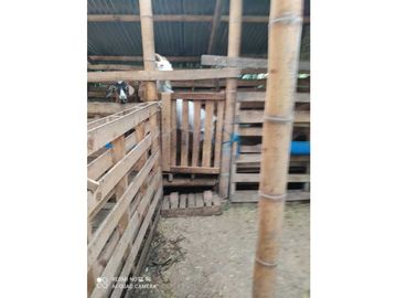 SE VENDE FINCA PRODUCTIVA EN FILANDIA QUINDO
