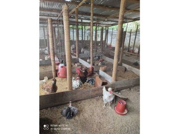 SE VENDE FINCA PRODUCTIVA EN FILANDIA QUINDO