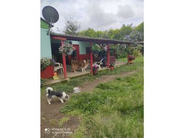 SE VENDE FINCA PRODUCTIVA EN FILANDIA QUINDO