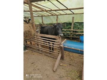 SE VENDE FINCA PRODUCTIVA EN FILANDIA QUINDO