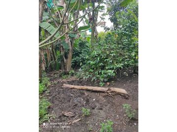 SE VENDE FINCA PRODUCTIVA EN FILANDIA QUINDO
