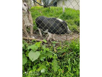 SE VENDE FINCA PRODUCTIVA EN FILANDIA QUINDO