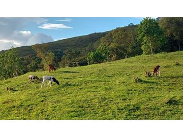 SE VENDE FINCA EN GENOVA QUINDIO