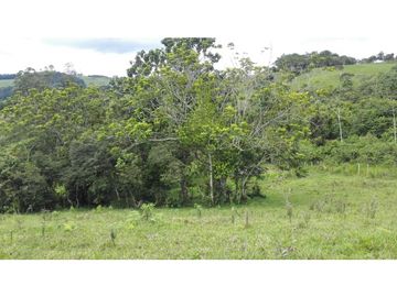 LOTE PUENTE TIERRA, CALIMA MIP- AM CW:8454638
