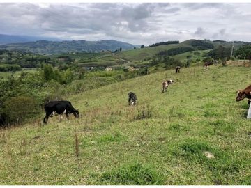 LOTE PUENTE TIERRA, CALIMA MIP- AM CW:8454638