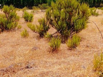 Parcela en Venta en ex-subdelegación Pocillas lote 7
