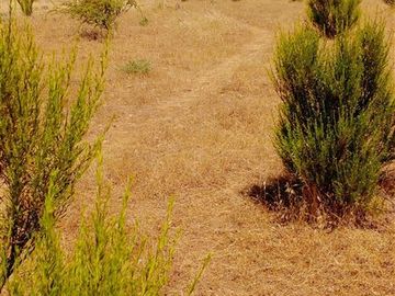 Parcela en Venta en ex-subdelegación Pocillas lote 7