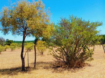 Parcela en Venta en ex-subdelegación Pocillas lote 7