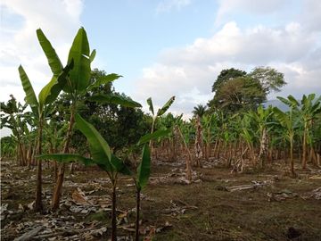 Venta Finca Calarca Quindio COD: 5683331