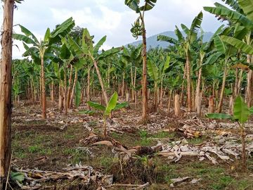 Venta Finca Calarca Quindio COD: 5683331