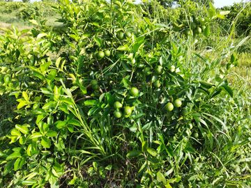 RANCHO DE 100 HECTÁREAS EN BACALAR