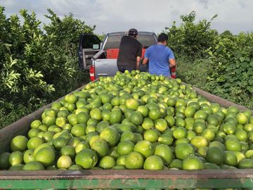 RANCHO DE 100 HECTÁREAS EN BACALAR