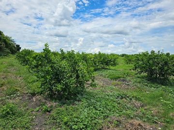 RANCHO DE 100 HECTÁREAS EN BACALAR
