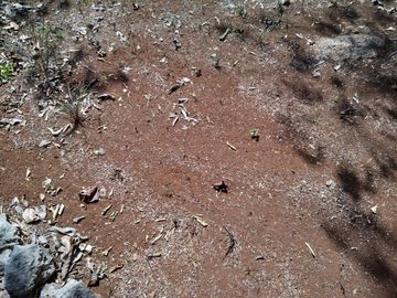 En venta Terreno de 1 Hectárea en Zona Xmatkuil. Yucatan.