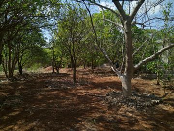 En venta Terreno de 1 Hectárea en Zona Xmatkuil. Yucatan.