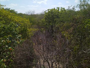 En venta Terreno de 1 Hectárea en Zona Xmatkuil. Yucatan.