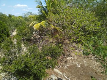 En venta Terreno de 1 Hectárea en Zona Xmatkuil. Yucatan.