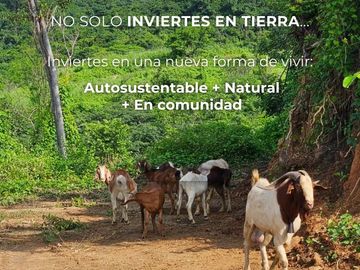 Venta de Terrenos en Chacahua, Puerto Escondido Oaxaca