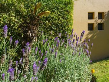 En Venta Departamento en Planta Baja en San Miguel de Allende: El Secreto