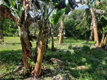 CASA CAMPESTRE ENTRE MONTENEGRO Y QUIMBAYA
