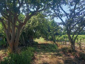 Venta Rancho a Orilla de Carretera en Dzilam Gonzalez Yucatan