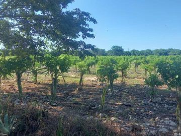 Venta Rancho a Orilla de Carretera en Dzilam Gonzalez Yucatan