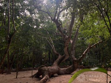 Terrenos con acceso a cenotes y caverna