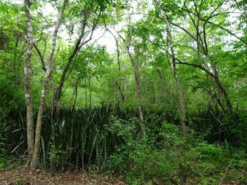 Terrenos con acceso a cenotes y caverna