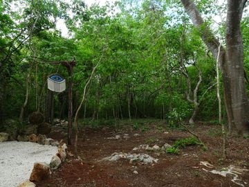 Terrenos con acceso a cenotes y caverna
