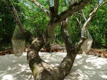 Terrenos con acceso a cenotes y caverna