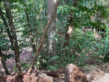 Terrenos con acceso a cenotes y caverna