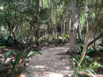 Terrenos con acceso a cenotes y caverna