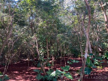 Terrenos con acceso a cenotes y caverna