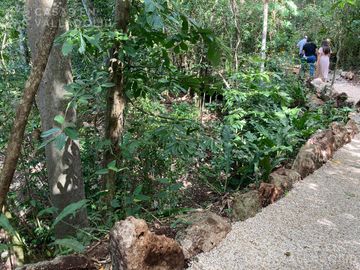 Terrenos con acceso a cenotes y caverna