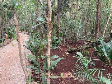Terrenos con acceso a cenotes y caverna