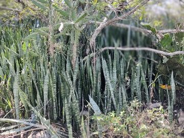 Terreno en  Terreno en venta en El Chico municipio de Emiliano Zapata
