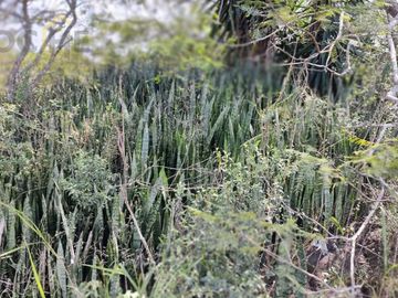Terreno en  Terreno en venta en El Chico municipio de Emiliano Zapata