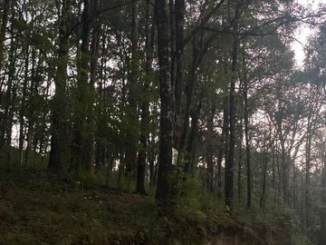 TERRENO EN VENTA, RANCHO DEL BOSQUE, OMITLA, HGO.