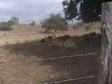 PASO DE OVEJAS, Rancho en VENTA de 80 Hectáreas!