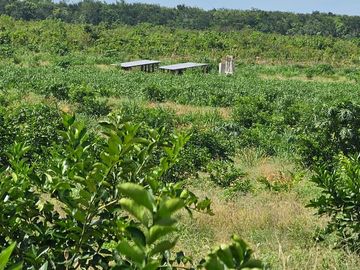 VENTA DE RANCHO CERCA DE BACALAR