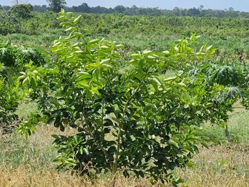 VENTA DE RANCHO CERCA DE BACALAR