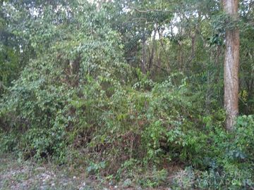 Terreno entre Dzitnup y Chichimila
