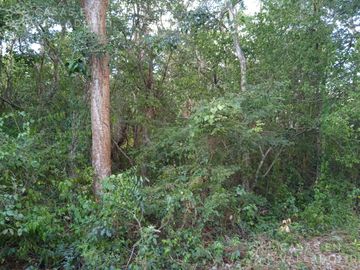 Terreno entre Dzitnup y Chichimila