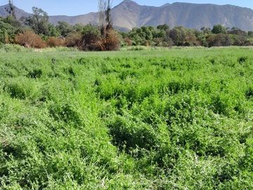 Agrícola en Venta en Entrada por Camino Internacional