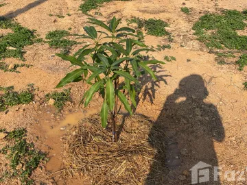 Land for sale in Kanchana, Phrae