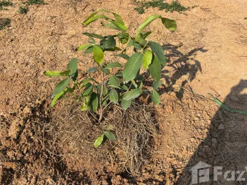 Land for sale in Kanchana, Phrae