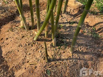 Land for sale in Kanchana, Phrae